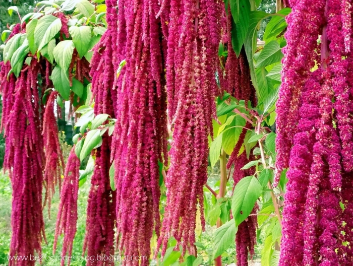 Амарант растения из семейства амарантовых