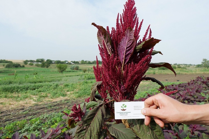Амарант молтен файер