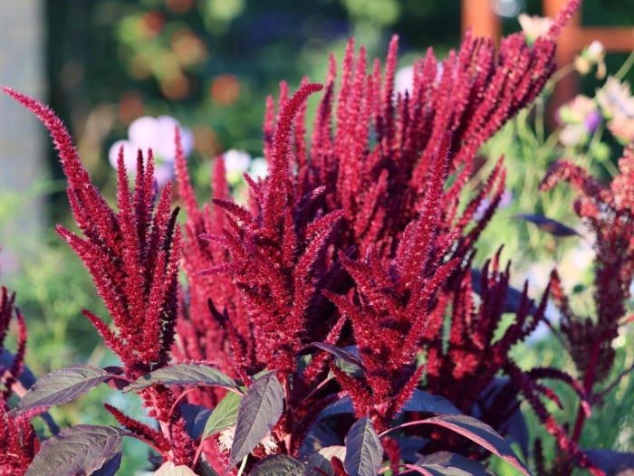 Amaranthus cruentus амарант