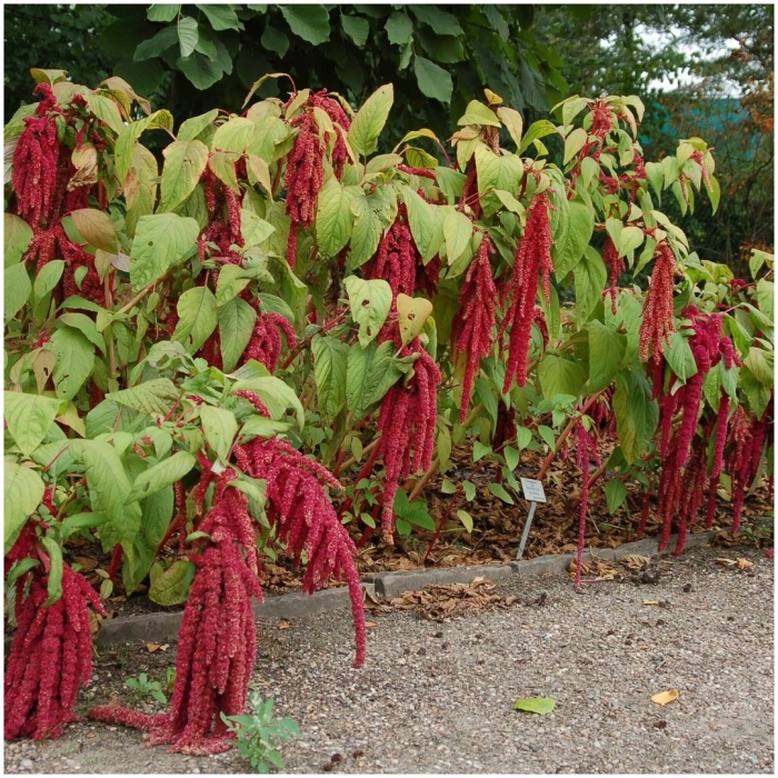Амарант хвостатый (amaranthus caudatus)