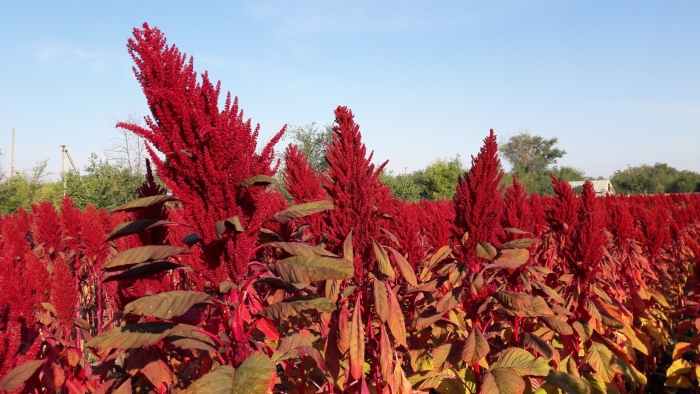 Амарант сорт лера