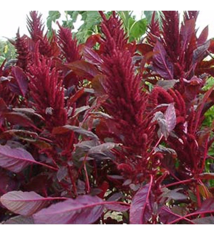 Амарант вишневый бархат