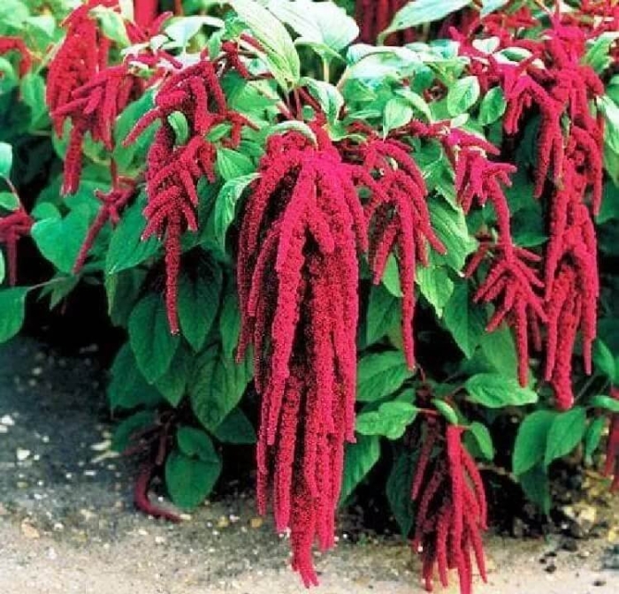 Амарант хвостатый красный