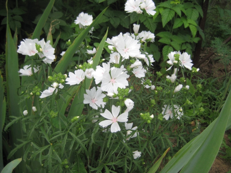 Мальва мускусная невеста