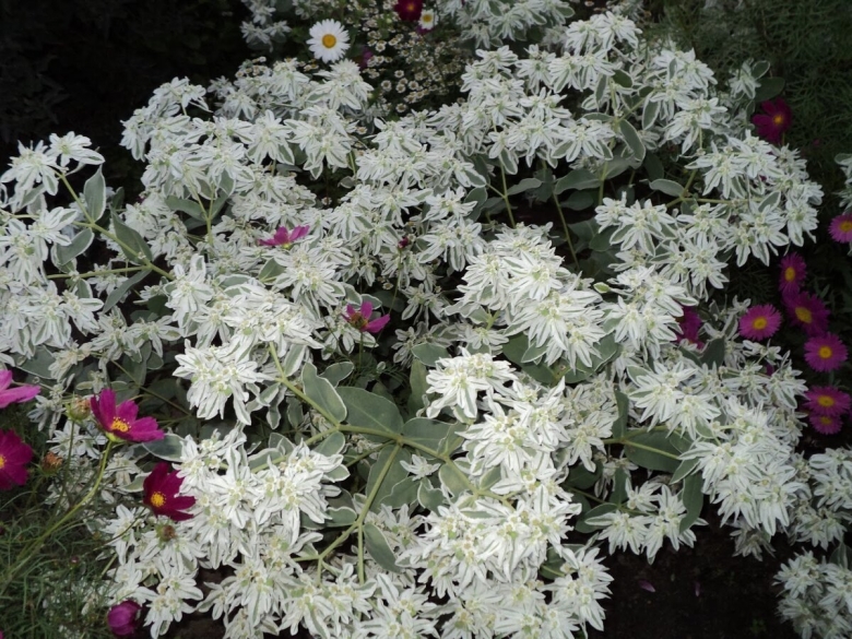 Молочай окаймленный Снежная вершина