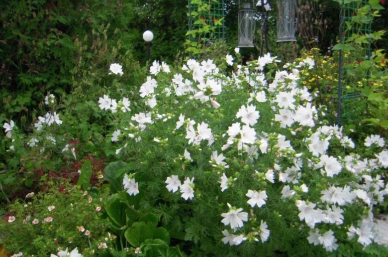 Мальва мускусная многолетняя