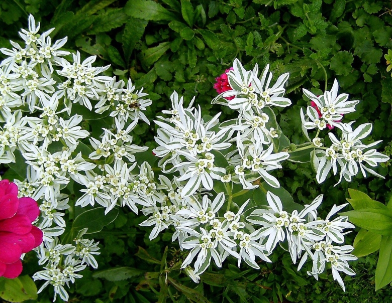 Молочай окаймленный Маргината