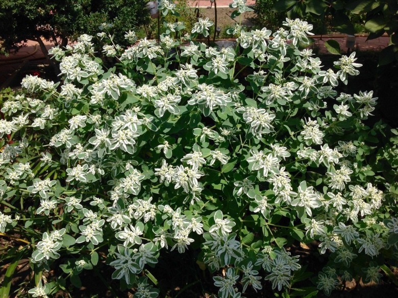 Молочай окаймленный Маргината