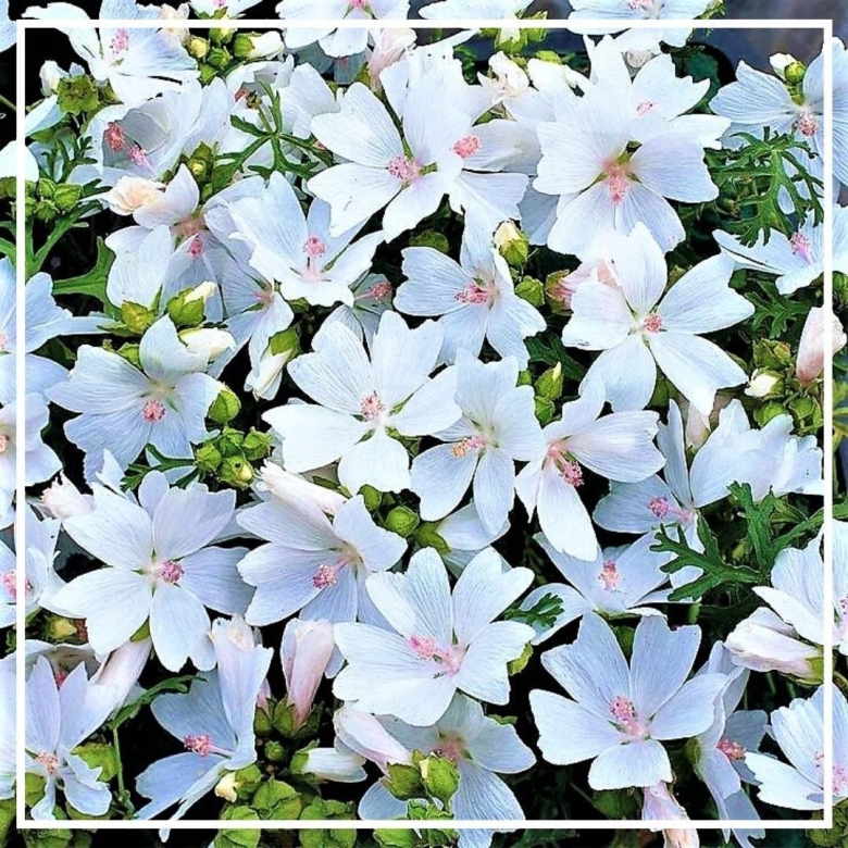 Мальва мускусная Alba