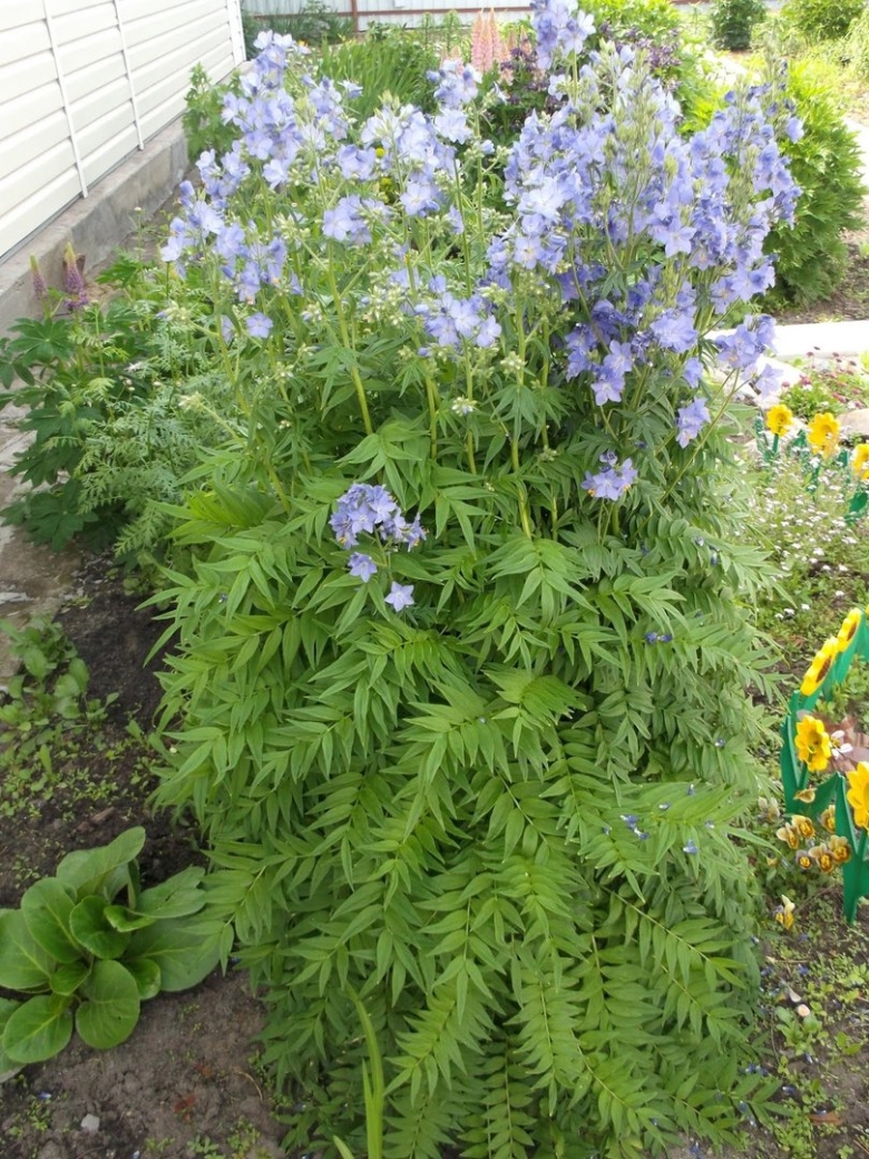 Кампанелла цветок садовый многолетний