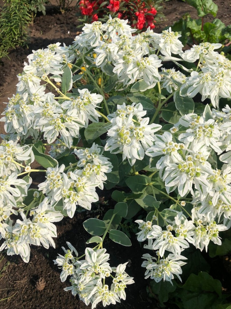 Молочай окаймленный снежная вершина