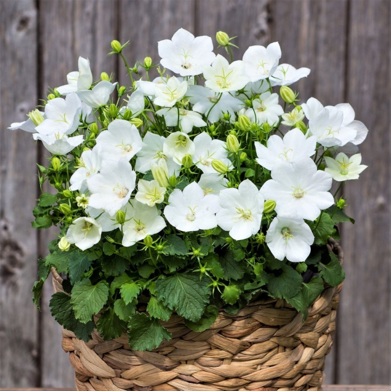 Колокольчик Карпатский Перл Вайт