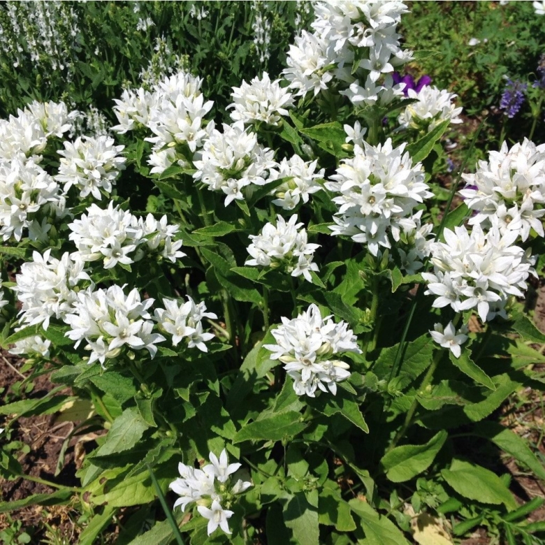 Колокольчик скученный Campanula glomerata
