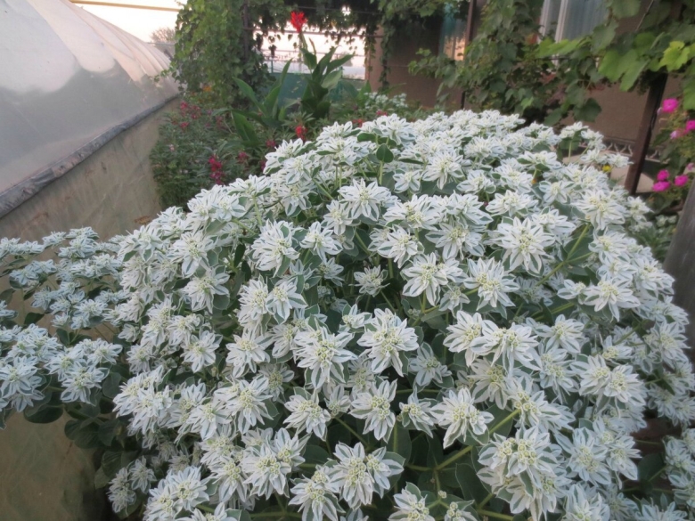 Молочай Килиманджаро окаймленная