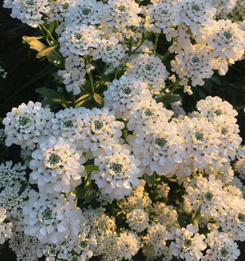 Иберис гиацинтовый