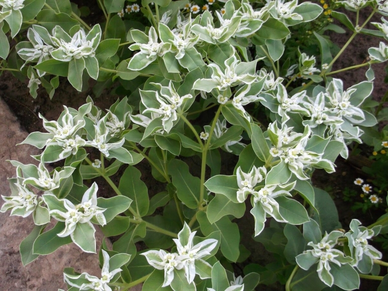 Молочай окаймленный невеста