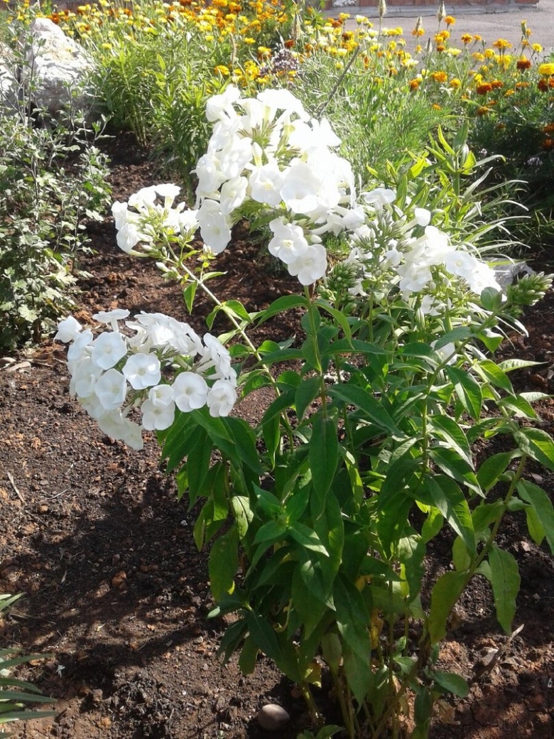 Белый многолетник невеста