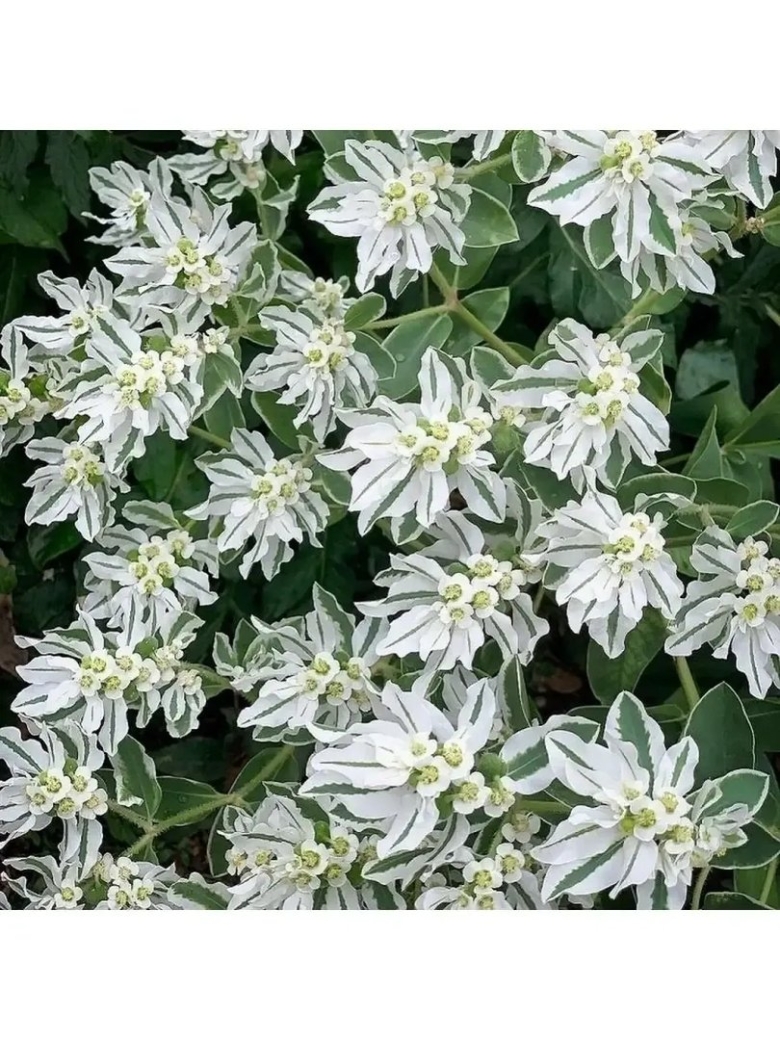 Молочай окаймленный эуфорбия