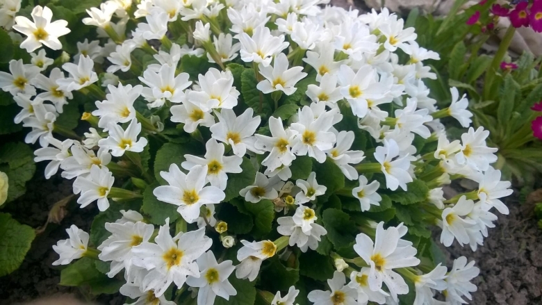 Цветок невеста садовый многолетний