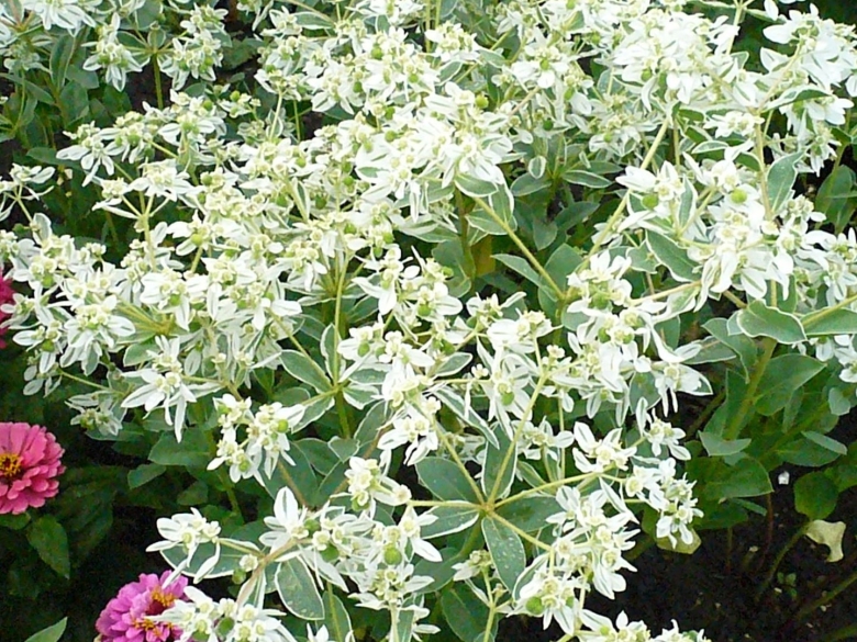 Молочай окаймленный многолетний