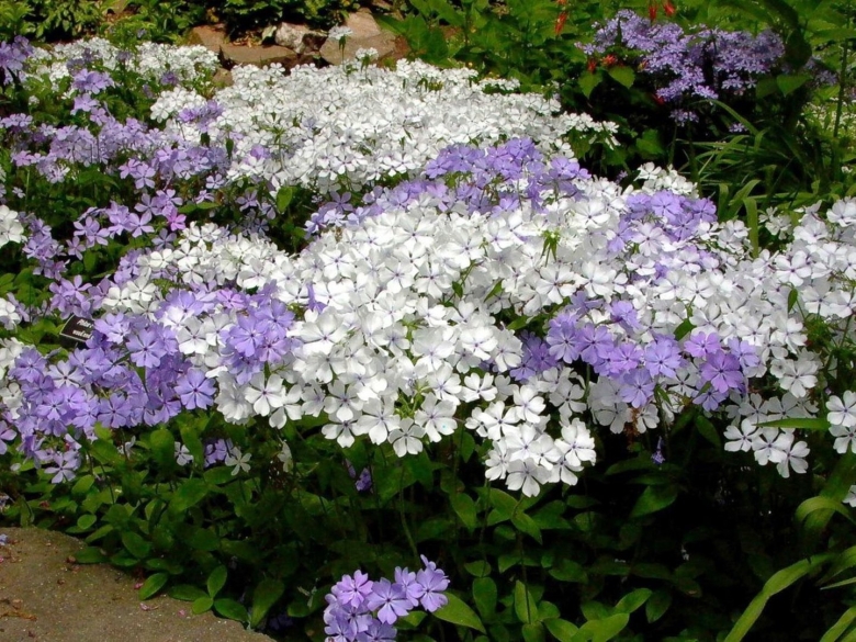 Флоксы многолетники