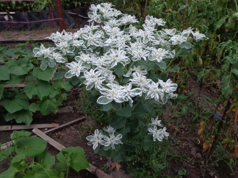 Молочай окаймленный горный снег