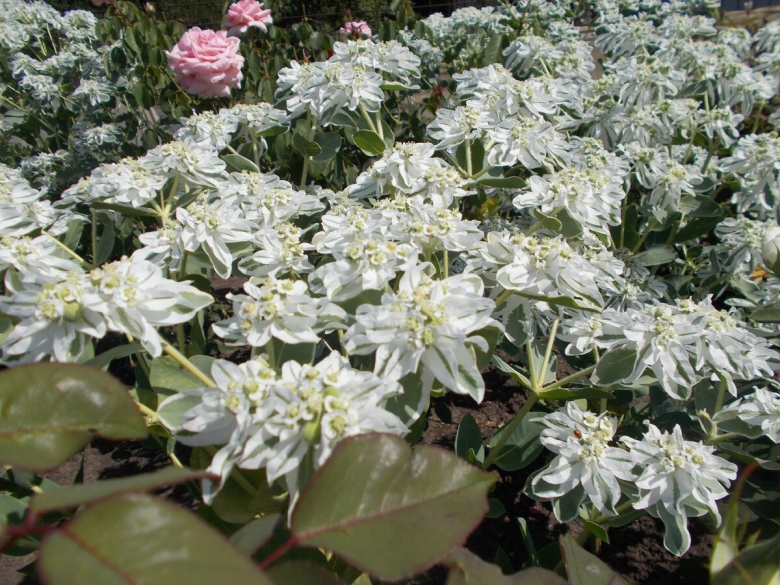 Молочай окаймленный горный снег