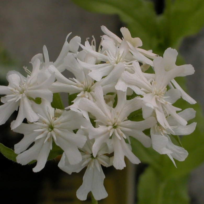 Лихнис халцедонский Раурайф