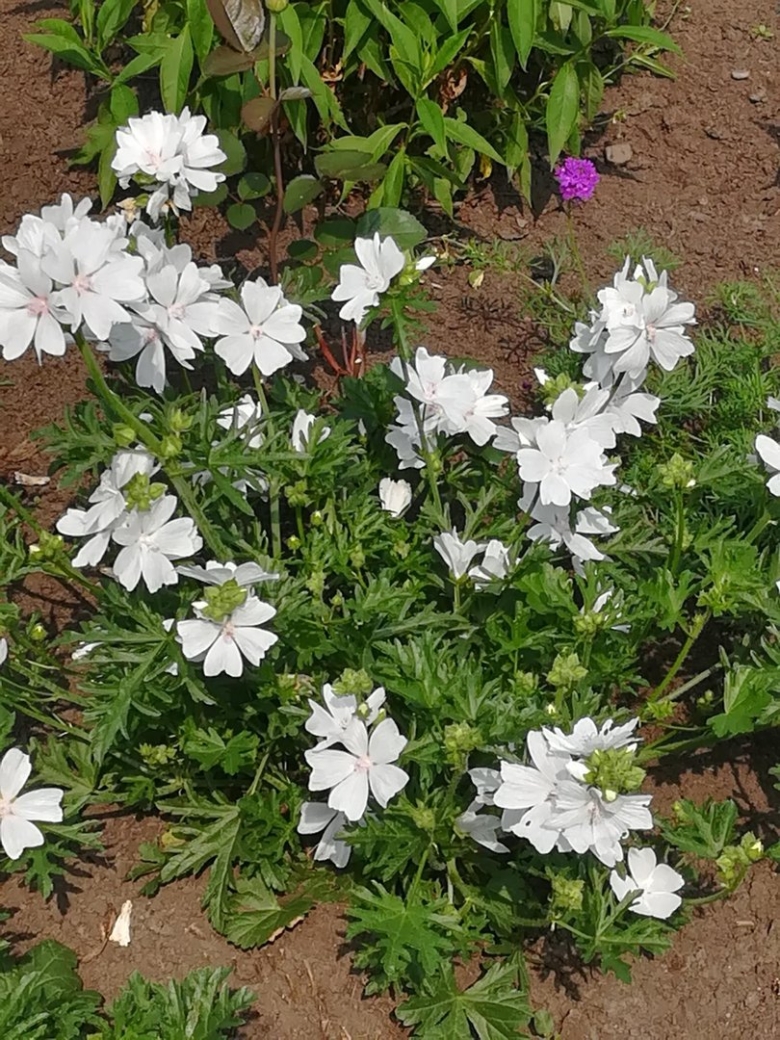 Мальва мускусная белая невеста