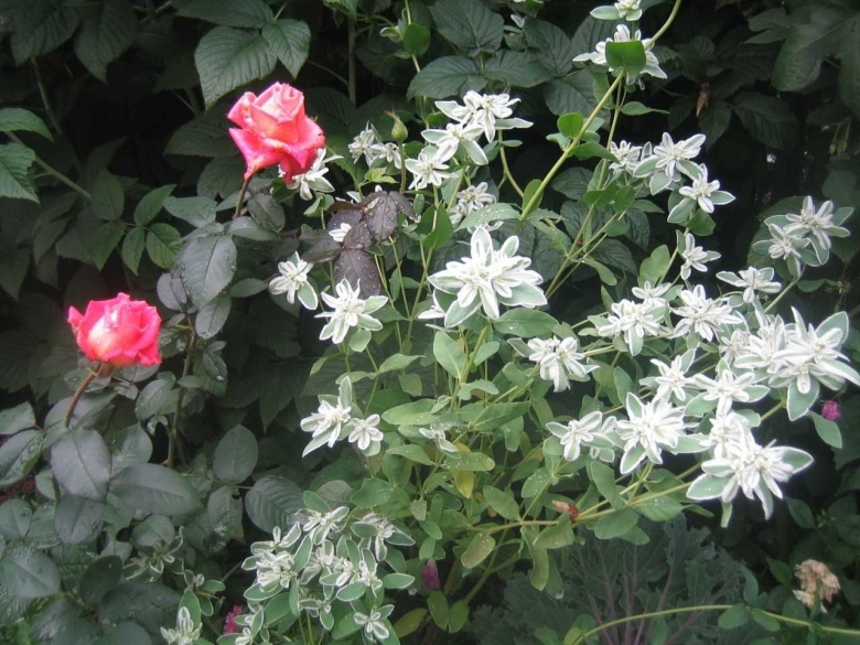 Молочай окаймленный невеста