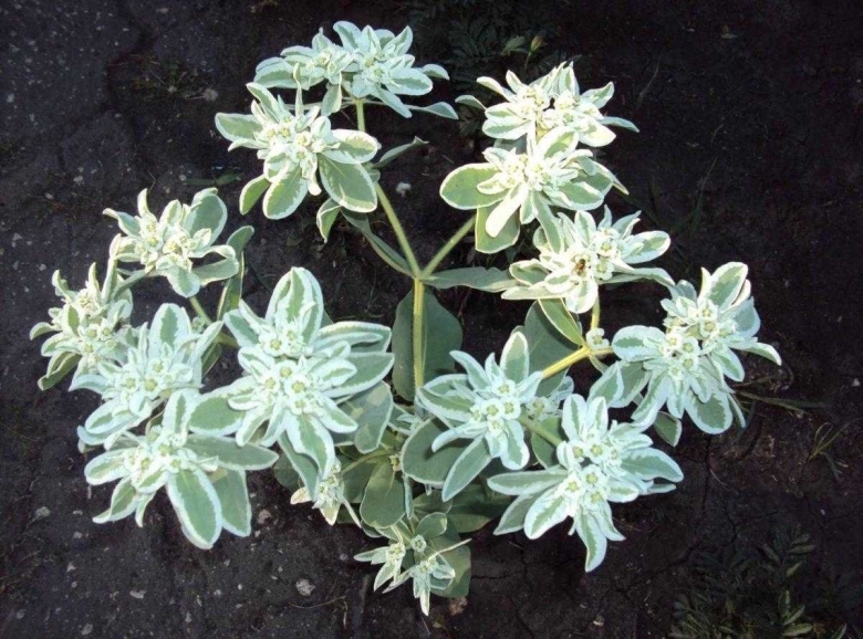 Цветы молочай окаймленный