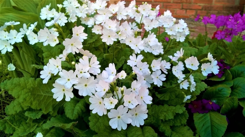 Примула многолетняя Зибольда