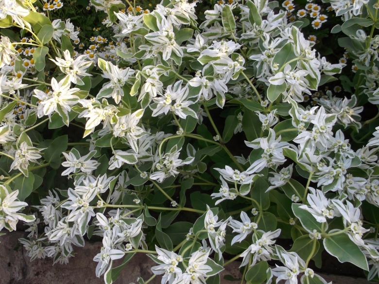 Молочай окаймленный невеста