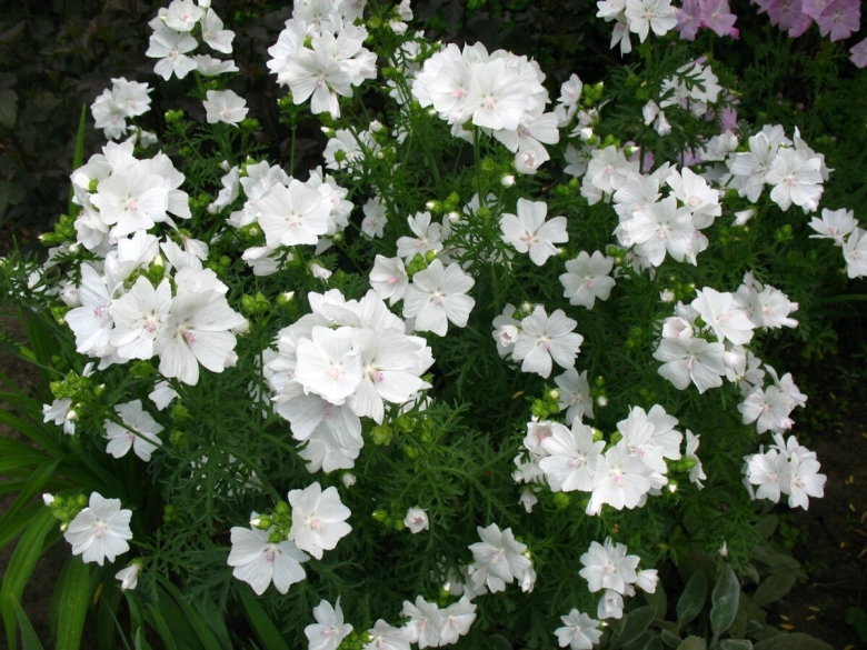 Мальва мускусная Альба