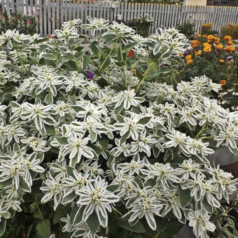 Молочай окаймленный Маргината