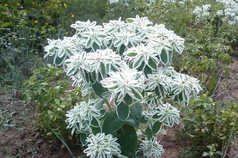 Молочай окаймленный Маргината