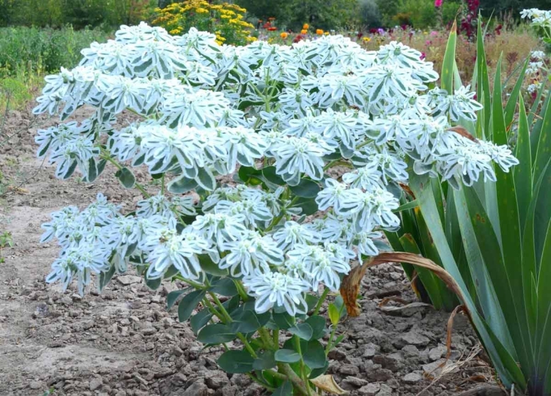 Молочай окаймленный Маргината