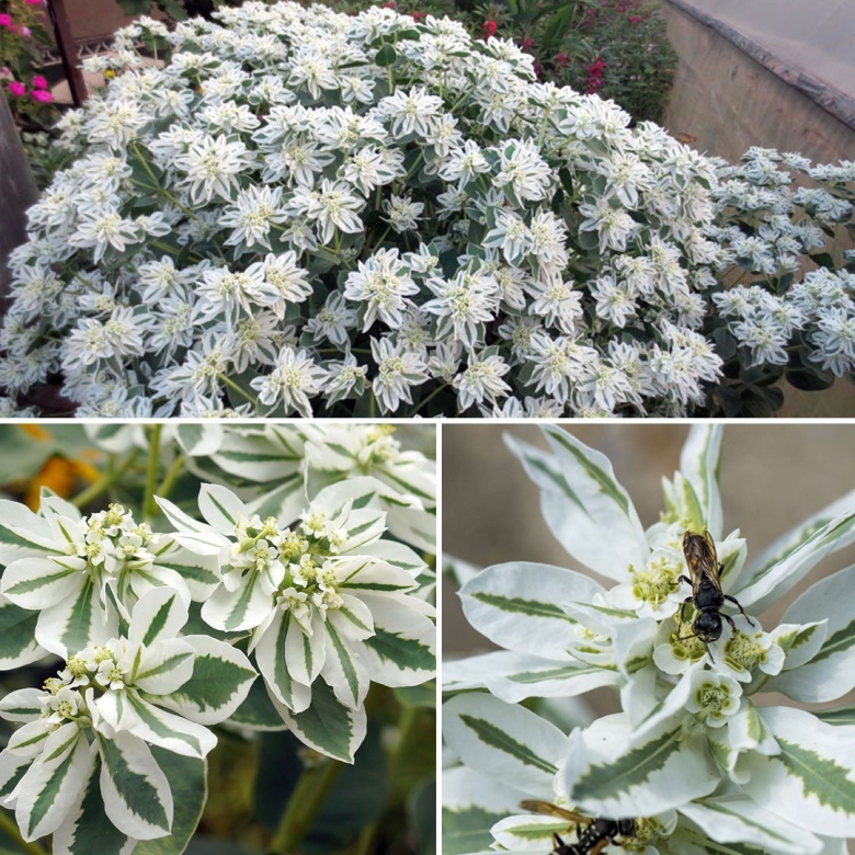 Молочай окаймленный горный снег