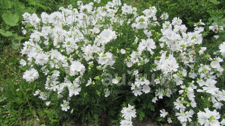 Мальва мускусная rosea