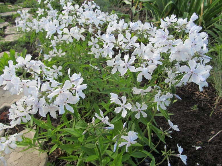 Флокс растопыренный Уайт Парфюм