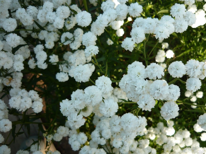 Ахиллея птармика ареал