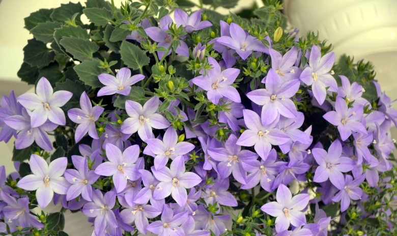 Кампанула белая Альба