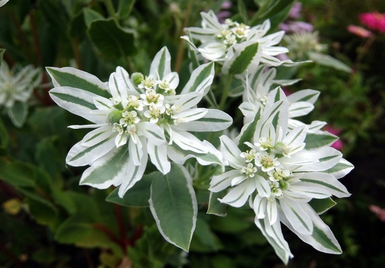 Молочай окаймленный маргината