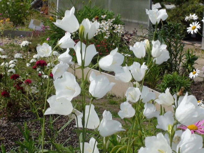 Колокольчик персиколистный Альба плена