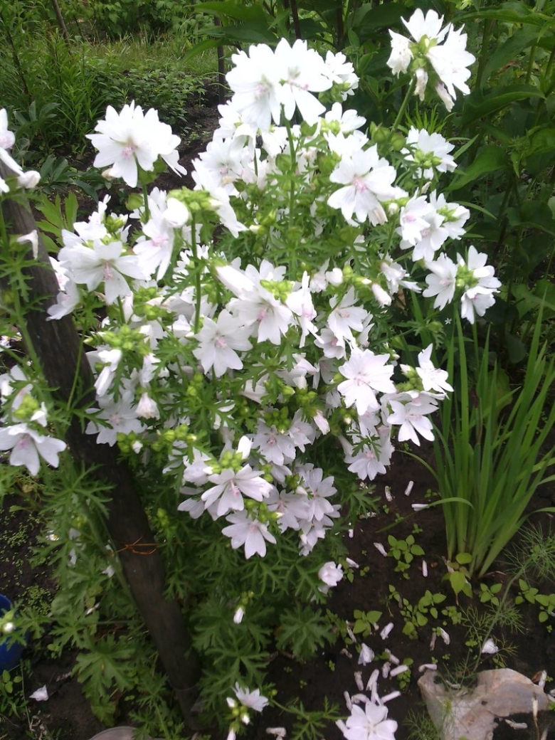 Мальва мускусная просвирник