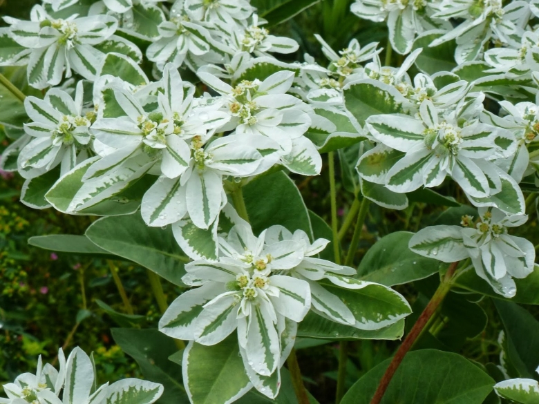 Молочай окаймленный Маргината