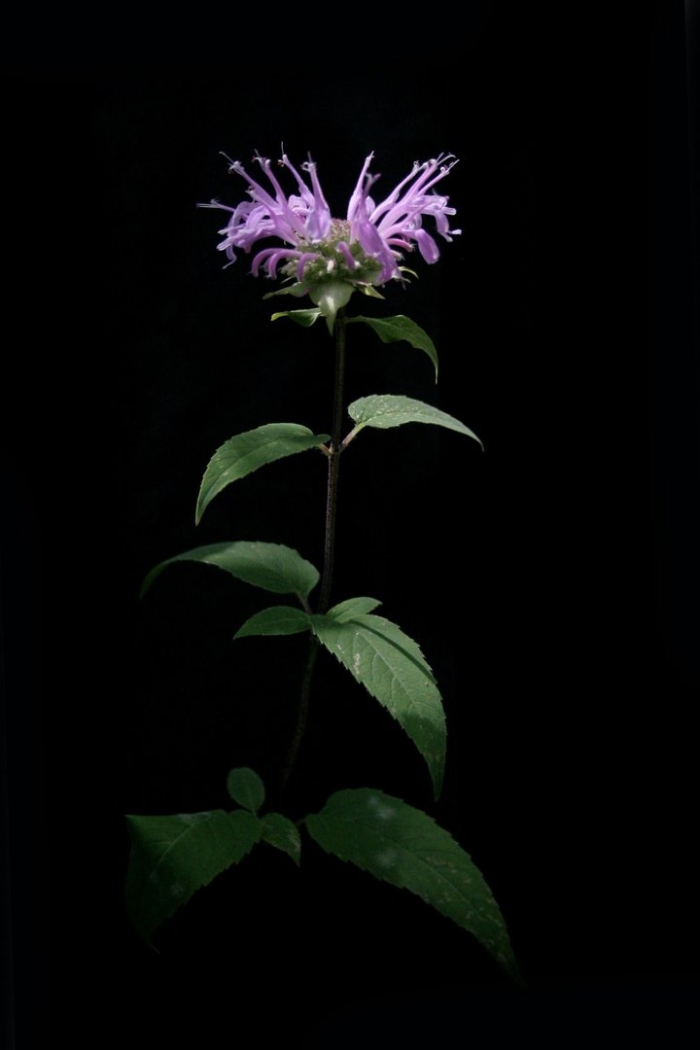 Monarda fistulosa