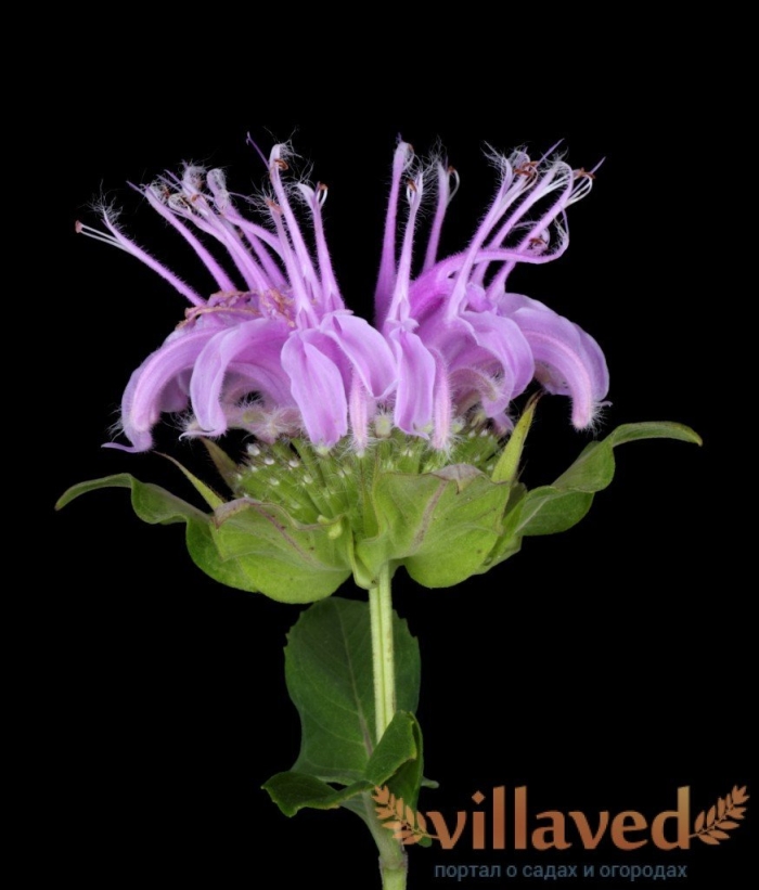 Монарда дудчатая трава