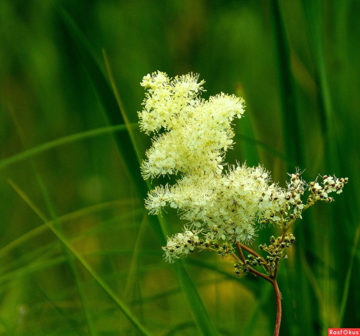 Таволга белоголовник