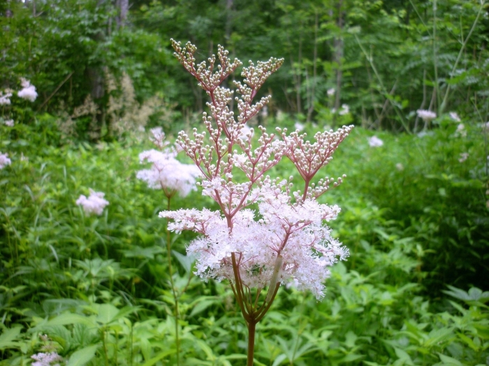 Лабазник филипендула